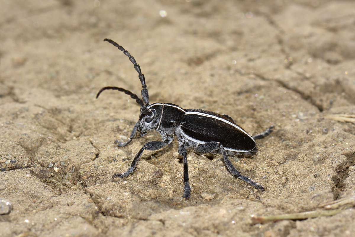 maschio e femmina di Dorcadion arenarium - Cerambycidae